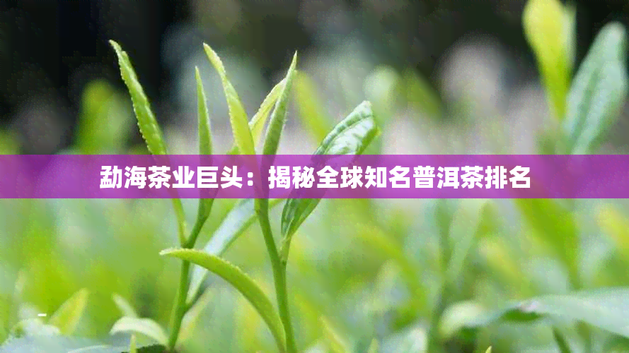 勐海茶业巨头：揭秘全球知名普洱茶排名