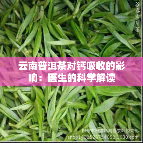 云南普洱茶对钙吸收的影响：医生的科学解读