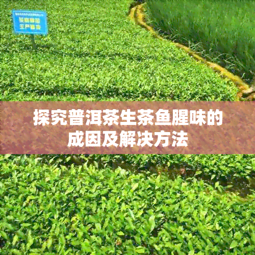 探究普洱茶生茶腥味的成因及解决方法