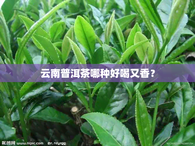 云南普洱茶哪种好喝又香？