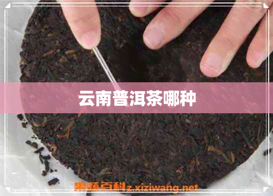 云南普洱茶哪种