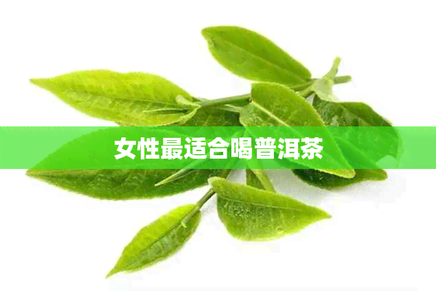 女性最适合喝普洱茶