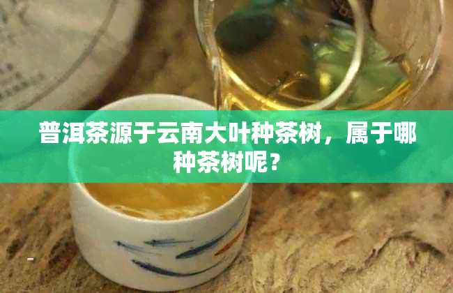 普洱茶源于云南大叶种茶树，属于哪种茶树呢？