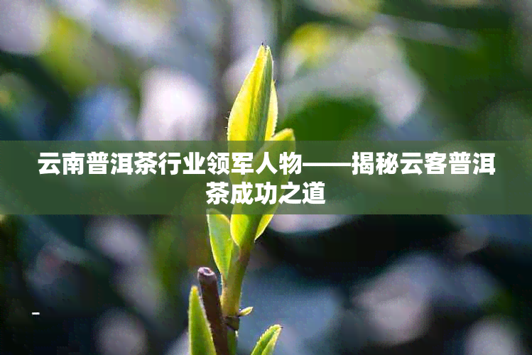 云南普洱茶行业领军人物——揭秘云客普洱茶成功之道