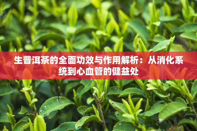 生普洱茶的全面功效与作用解析：从消化系统到心血管的健益处