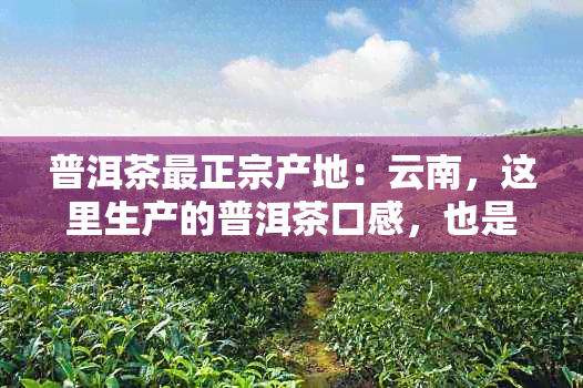 普洱茶最正宗产地：云南，这里生产的普洱茶口感，也是最受认可的。