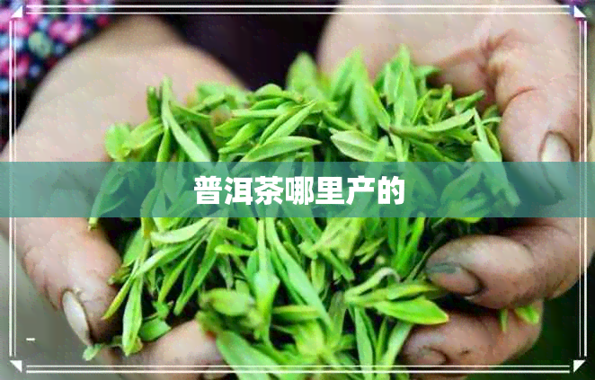 普洱茶哪里产的