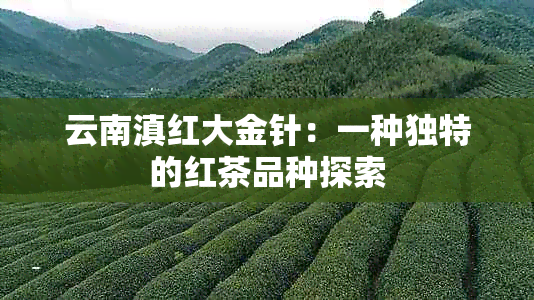 云南滇红大金针：一种独特的红茶品种探索