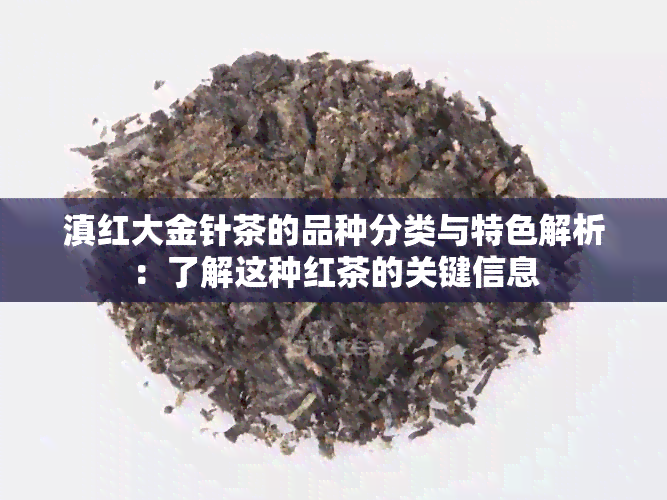 滇红大金针茶的品种分类与特色解析：了解这种红茶的关键信息