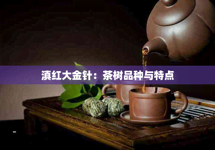 滇红大金针：茶树品种与特点