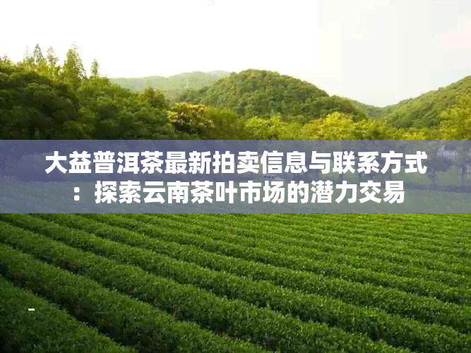 大益普洱茶最新拍卖信息与联系方式：探索云南茶叶市场的潜力交易