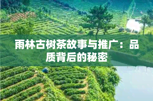 雨林古树茶故事与推广：品质背后的秘密