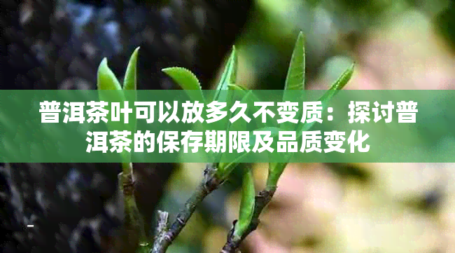 普洱茶叶可以放多久不变质：探讨普洱茶的保存期限及品质变化