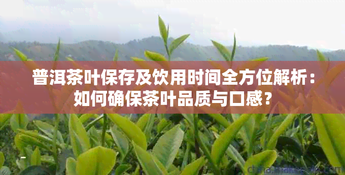 普洱茶叶保存及饮用时间全方位解析：如何确保茶叶品质与口感？