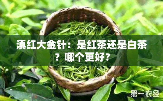 滇红大金针：是红茶还是白茶？哪个更好？