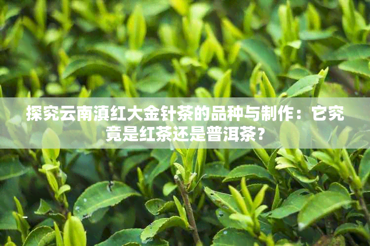 探究云南滇红大金针茶的品种与制作：它究竟是红茶还是普洱茶？