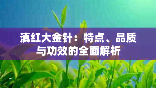 滇红大金针：特点、品质与功效的全面解析