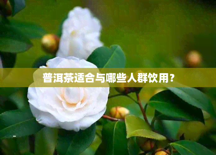 普洱茶适合与哪些人群饮用？