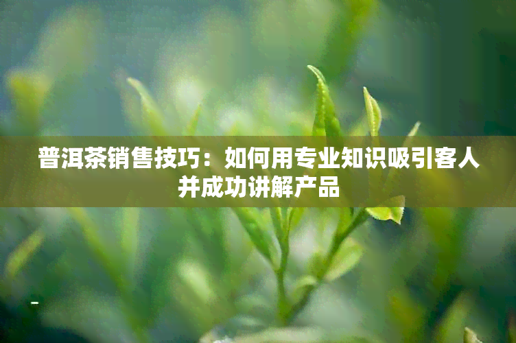 普洱茶销售技巧：如何用专业知识吸引客人并成功讲解产品