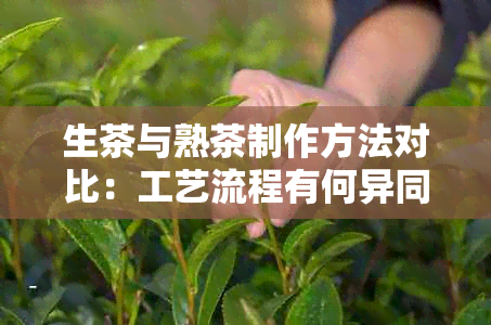 生茶与熟茶制作方法对比：工艺流程有何异同？