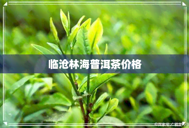 临沧林海普洱茶价格