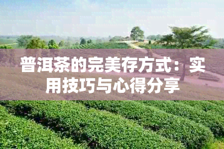 普洱茶的完美存方式：实用技巧与心得分享