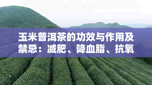 玉米普洱茶的功效与作用及禁忌：减肥、降血脂、抗氧化，但不适合胃病患者。