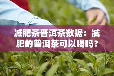 减肥茶普洱茶数据：减肥的普洱茶可以喝吗？能喝吗？