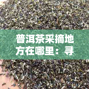 普洱茶采摘地方在哪里：寻找的普洱茶采摘地