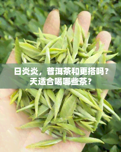 日炎炎，普洱茶和更搭吗？天适合喝哪些茶？