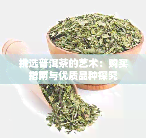 挑选普洱茶的艺术：购买指南与优质品种探究