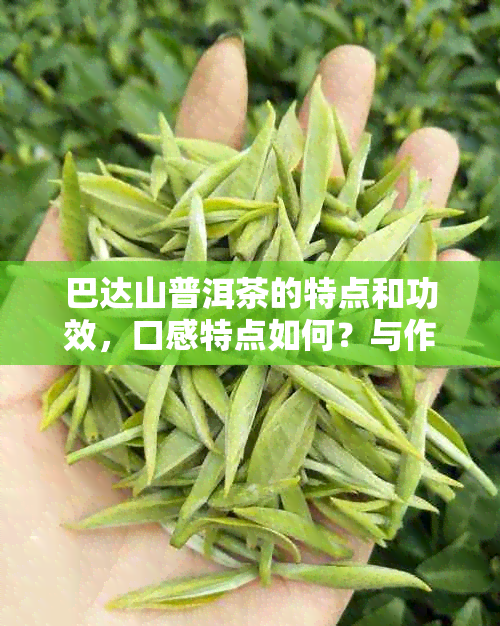 巴达山普洱茶的特点和功效，口感特点如何？与作用有何关系？