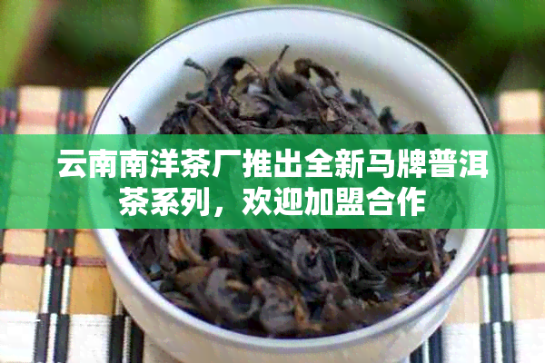 云南南洋茶厂推出全新马牌普洱茶系列，欢迎加盟合作