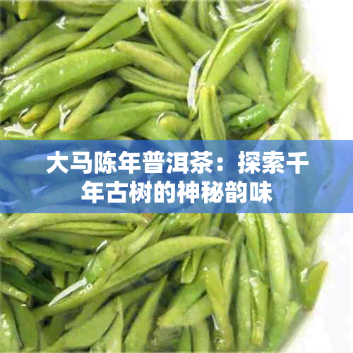 大马陈年普洱茶：探索千年古树的神秘韵味