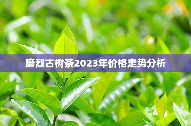 磨烈古树茶2023年价格走势分析