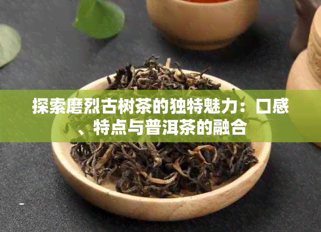 探索磨烈古树茶的独特魅力：口感、特点与普洱茶的融合