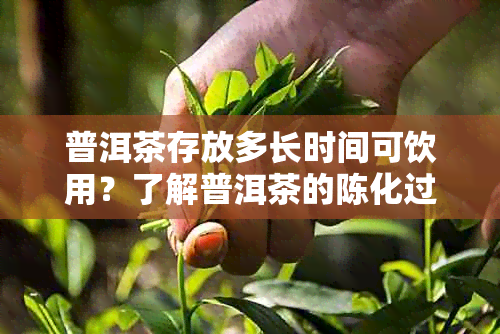 普洱茶存放多长时间可饮用？了解普洱茶的陈化过程及其适宜饮用时间