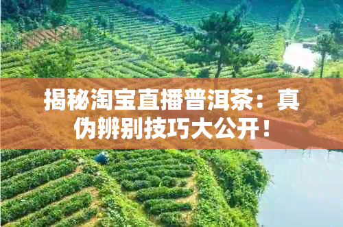 揭秘淘宝直播普洱茶：真伪辨别技巧大公开！