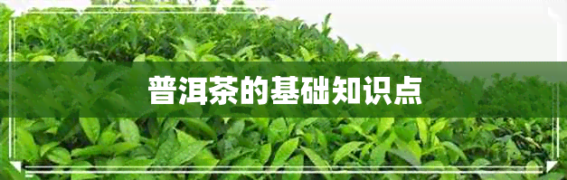 普洱茶的基础知识点