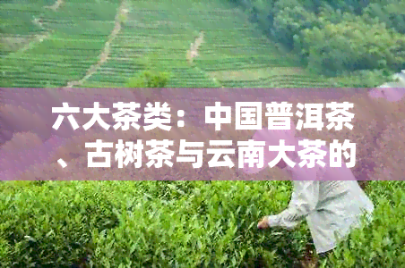 六大茶类：中国普洱茶、古树茶与云南大茶的品质工艺与口感特点