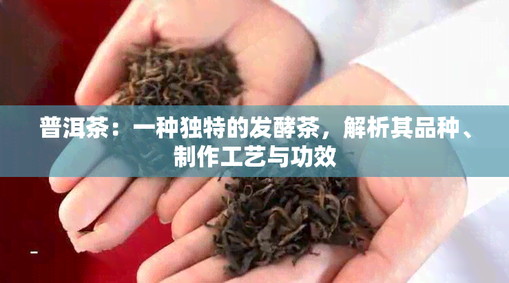 普洱茶：一种独特的发酵茶，解析其品种、制作工艺与功效