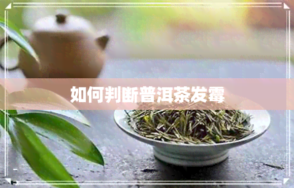 如何判断普洱茶发霉