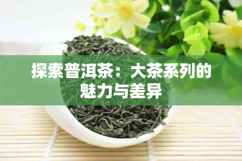 探索普洱茶：大茶系列的魅力与差异