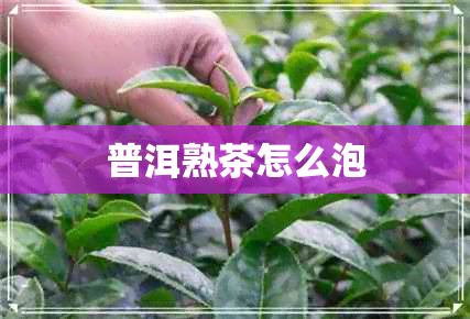 普洱熟茶怎么泡