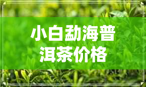 小白勐海普洱茶价格