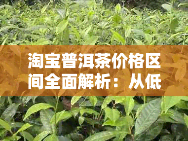 淘宝普洱茶价格区间全面解析：从低价到高端茶叶一应俱全