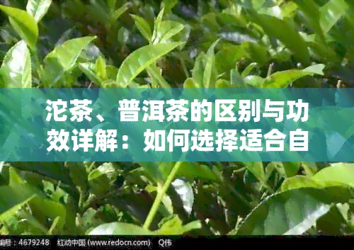 沱茶、普洱茶的区别与功效详解：如何选择适合自己口味的茶叶？