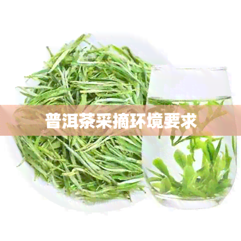 普洱茶采摘环境要求