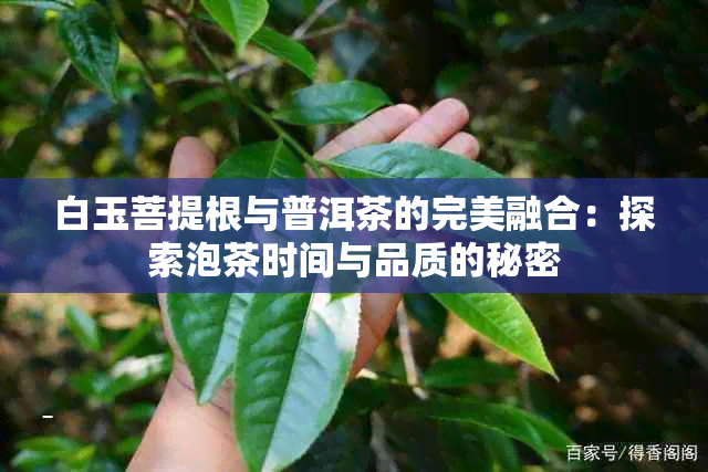 白玉菩提根与普洱茶的完美融合：探索泡茶时间与品质的秘密