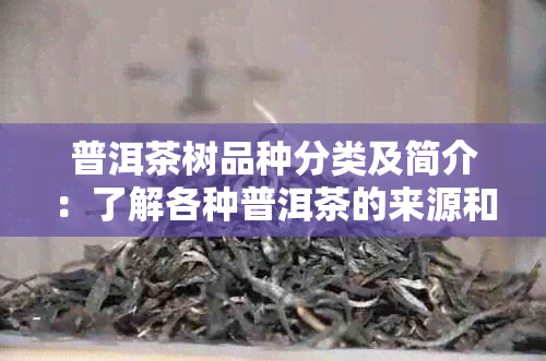 普洱茶树品种分类及简介：了解各种普洱茶的来源和特点